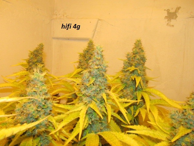 61 days in bloom (14)