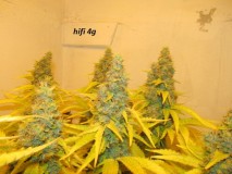 61 days in bloom (14)