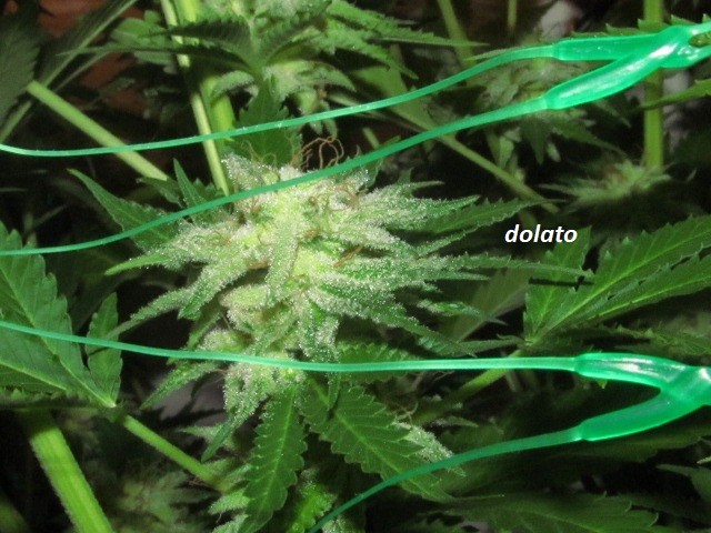 61 days in bloom (17)