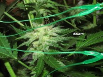 61 days in bloom (17)