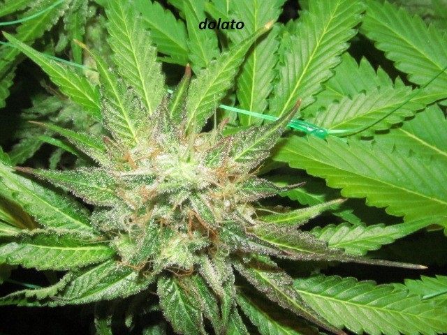 61 days in bloom (21)