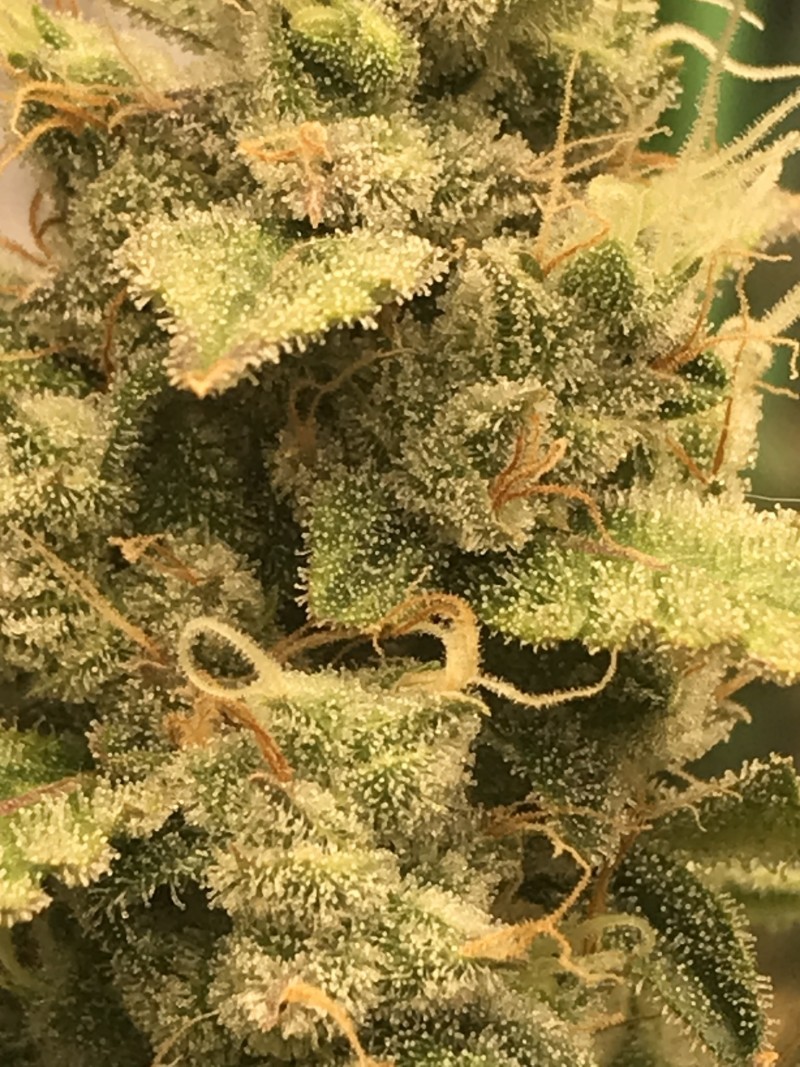 2A94F784-5460-449C-96E5-887BF02CF301