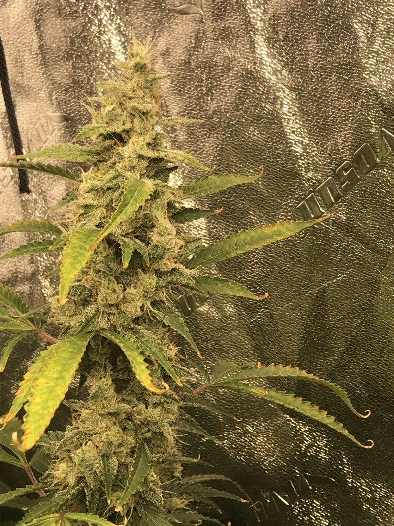 667E6E51-27CE-4284-B8A1-08EF25597A68