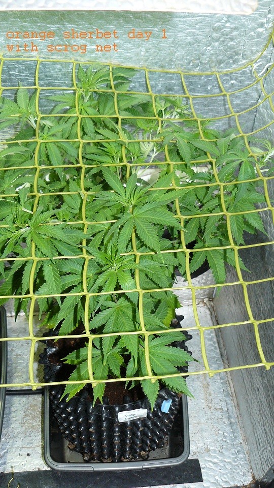 drobes 07 01 22 net day! 005