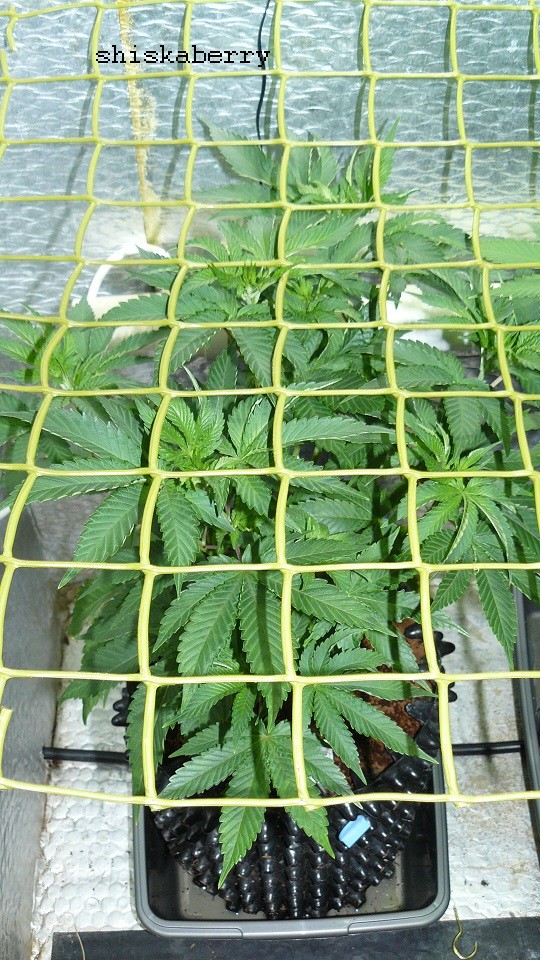 drobes 07 01 22 net day! 007