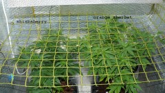 drobes 07 01 22 net day! 015