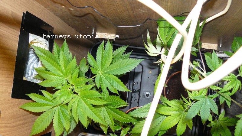 drobes 07 01 22 net day! 018