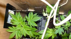 drobes 07 01 22 net day! 018