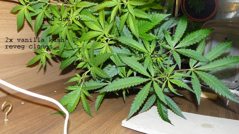 drobes 07 01 22 net day! 019