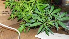 drobes 07 01 22 net day! 019