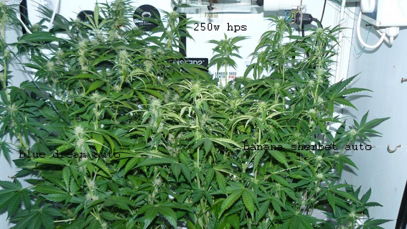 drobes 07 01 22 net day! 030