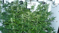 drobes 07 01 22 net day! 030