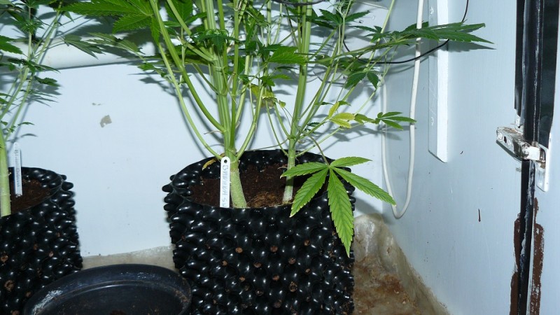 drobes 07 01 22 net day! 032