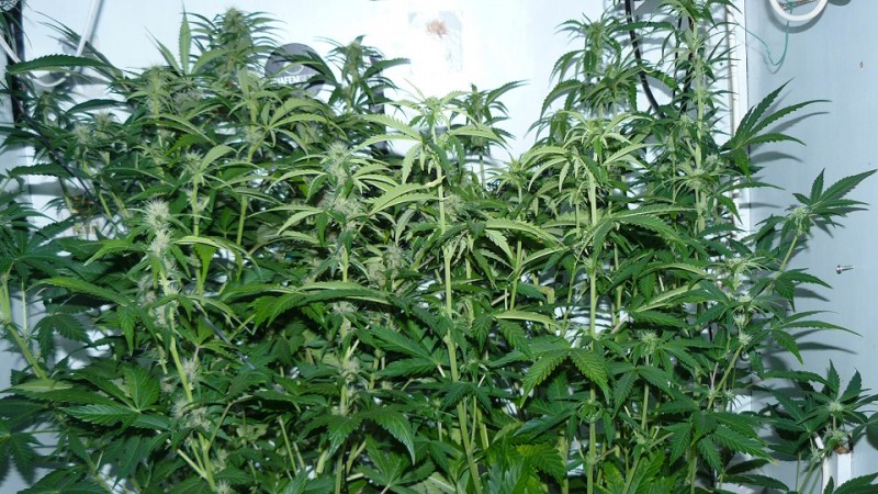 drobes 07 01 22 net day! 038