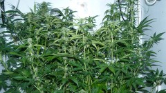 drobes 07 01 22 net day! 038