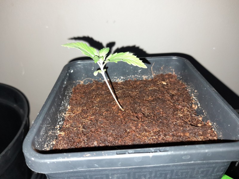 Cindy 99 & Super Skunk