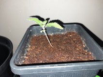 Cindy 99 & Super Skunk