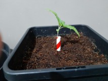 Cindy 99 & Super Skunk