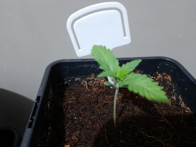 Cindy 99 & Super Skunk