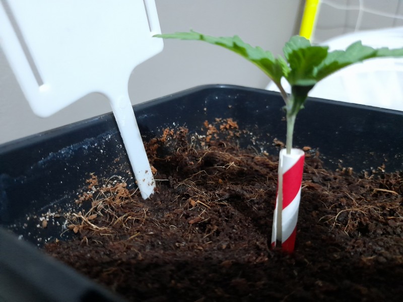 Cindy 99 & Super Skunk