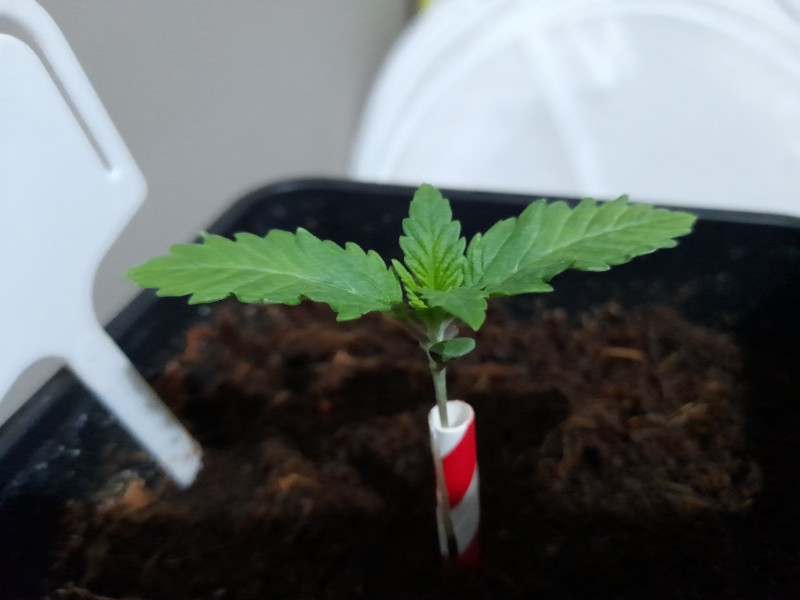 Cindy 99 & Super Skunk