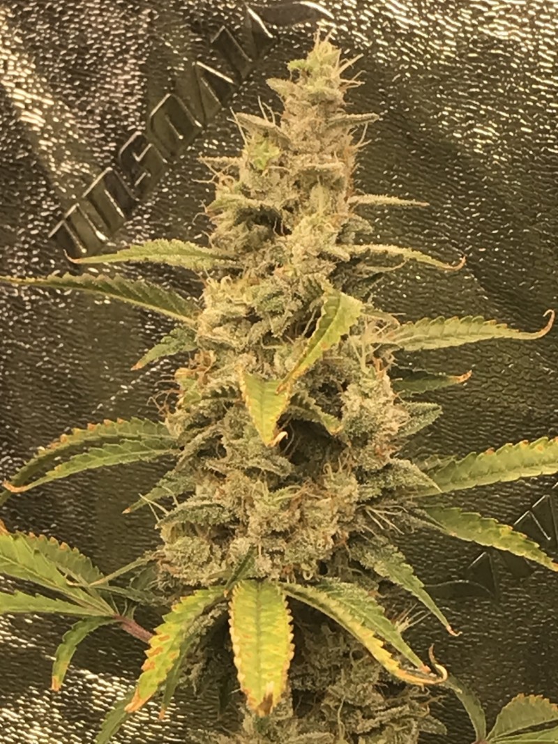 6389E3DC-18BA-44CD-BE50-57CCF134170F