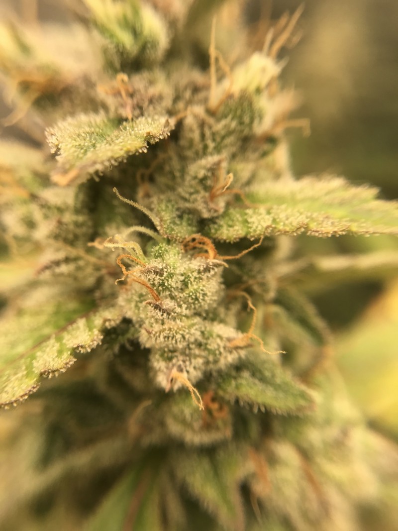 AA5E8B7F-028F-4EAC-993C-3E2CF56E68E0