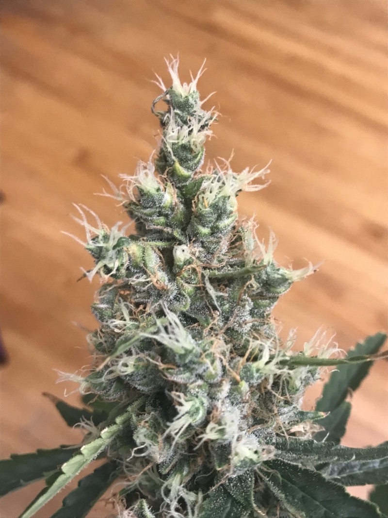 5CCA1C91-DEBA-4624-9A62-EA27AD896219