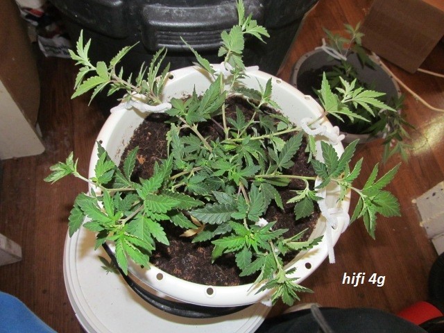 dolato & hifi take 2 (1)