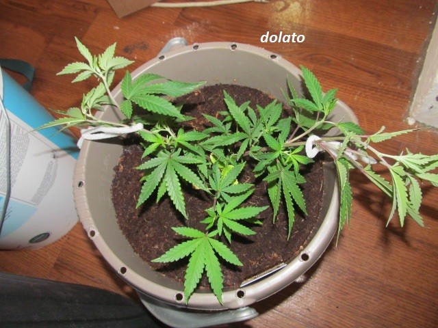 dolato & hifi take 2 (2)