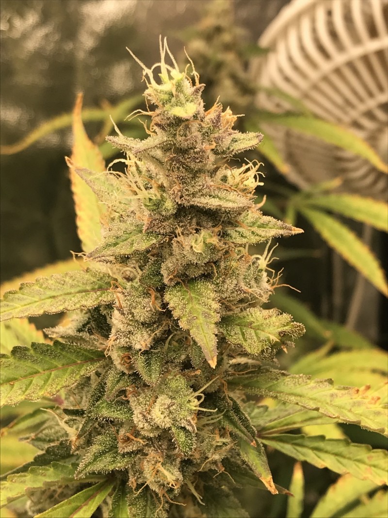 4A94045B-30A9-4E96-BB7A-B58144522D38