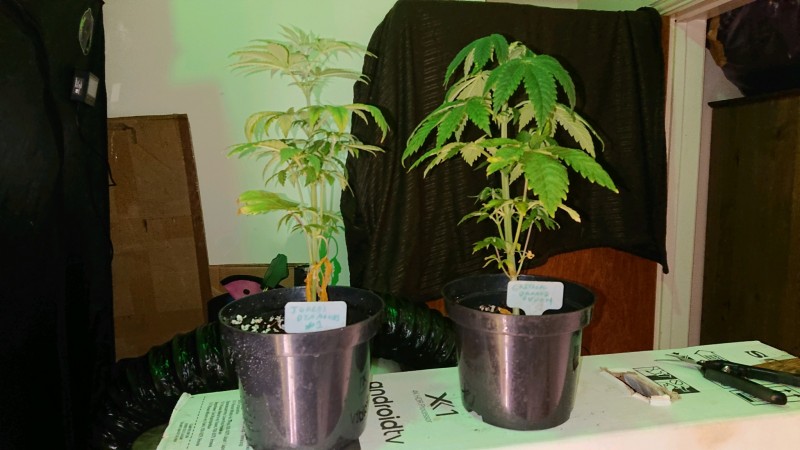 obscura1642184614135