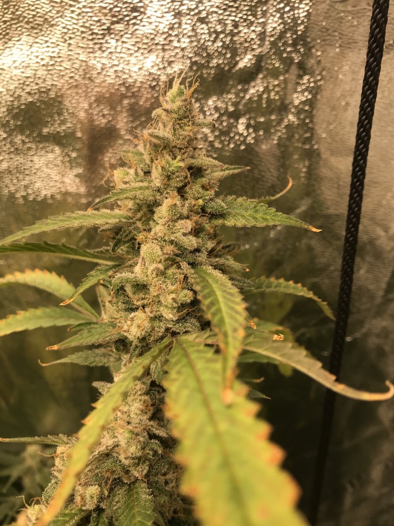 0F730D58-CF52-48A8-943C-2C4B2B94E553