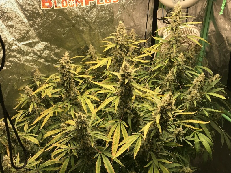 8E1152EA-2283-448D-968F-DC0C226FB83E