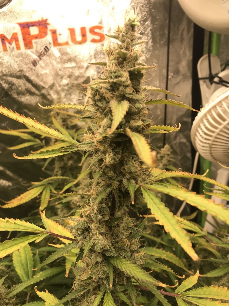 54A8D3F3-DEED-4CE9-A9B4-994F9A89B4B8