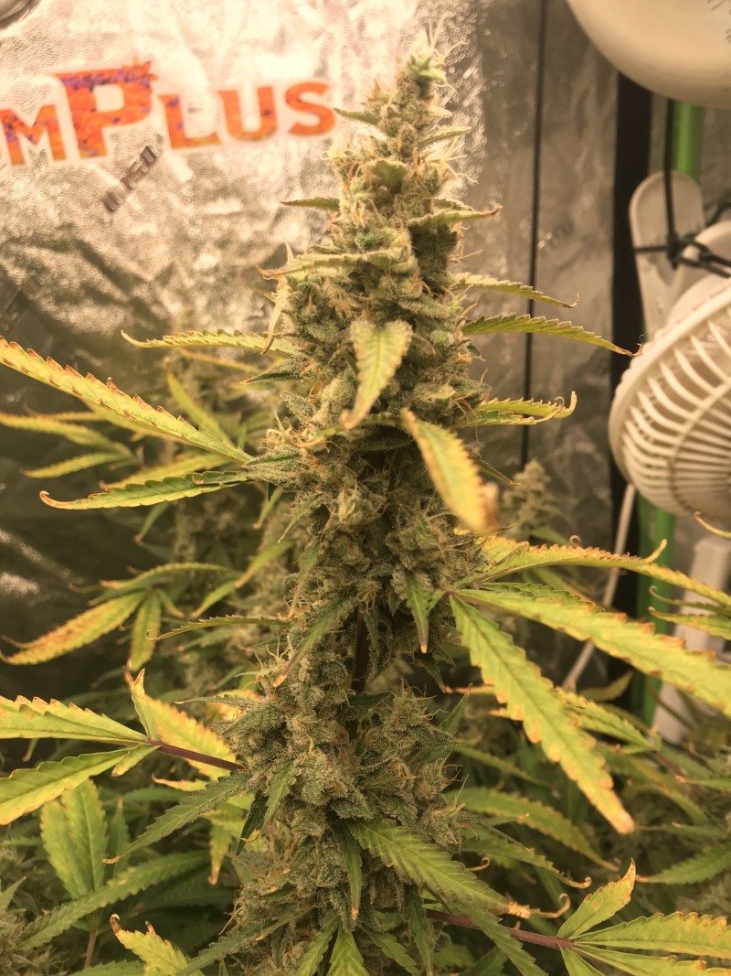 CF029FFD-ECDA-4A9C-9087-40AD4EBD3FDB