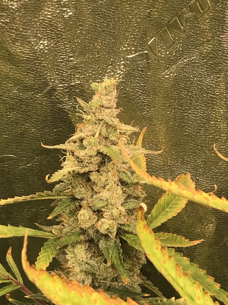 7D3A121F-94DE-4132-BB09-EF344220FD90