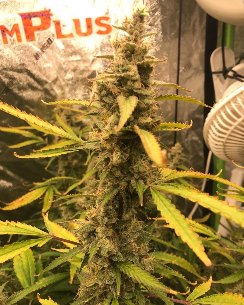 538B4A2B-4C85-48C8-8C1C-C0186A521C44