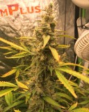 43A53458-12DC-40EB-A24B-28F695085F10