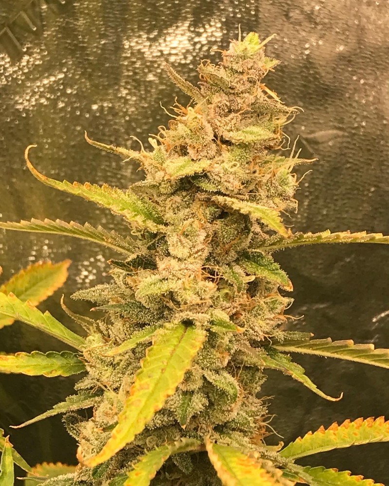 541EE8CB-681A-4D65-B070-1DB816CB36CD