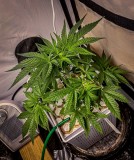 2DC838A8-F3FB-4B37-9200-917A5DCAFABE