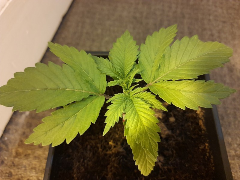 Cindy 99 & Super Skunk