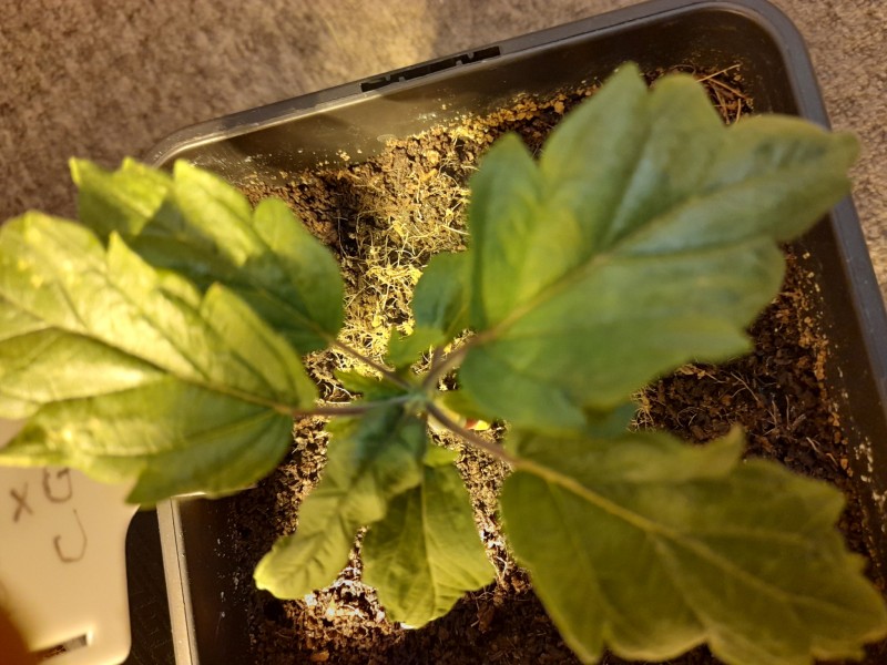 Cindy 99 & Super Skunk