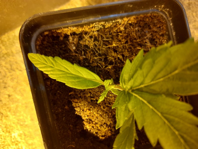 Cindy 99 & Super Skunk