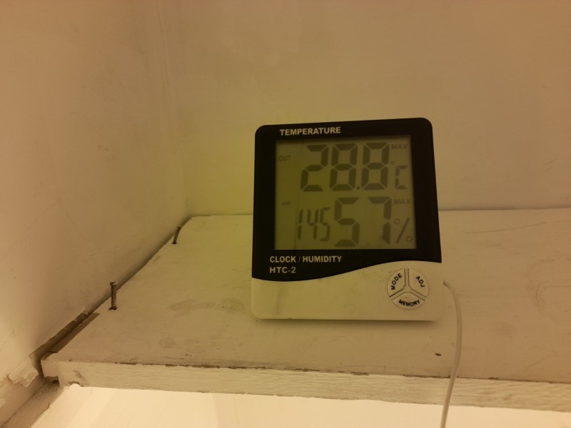 Cindy 99 & Super Skunk