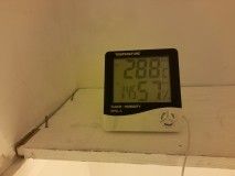 Cindy 99 & Super Skunk