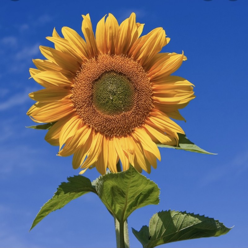 43430756-F8B1-4365-9FAF-27D642DC3D95