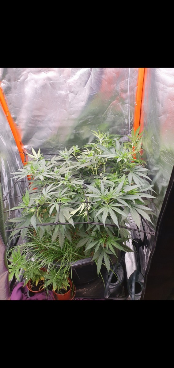 Screenshot_20220118-050701_Gallery