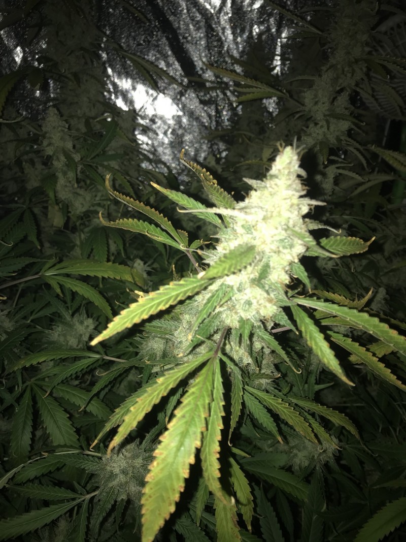 C4CD9D1F-6A0E-43C1-8B2E-5C584925609B