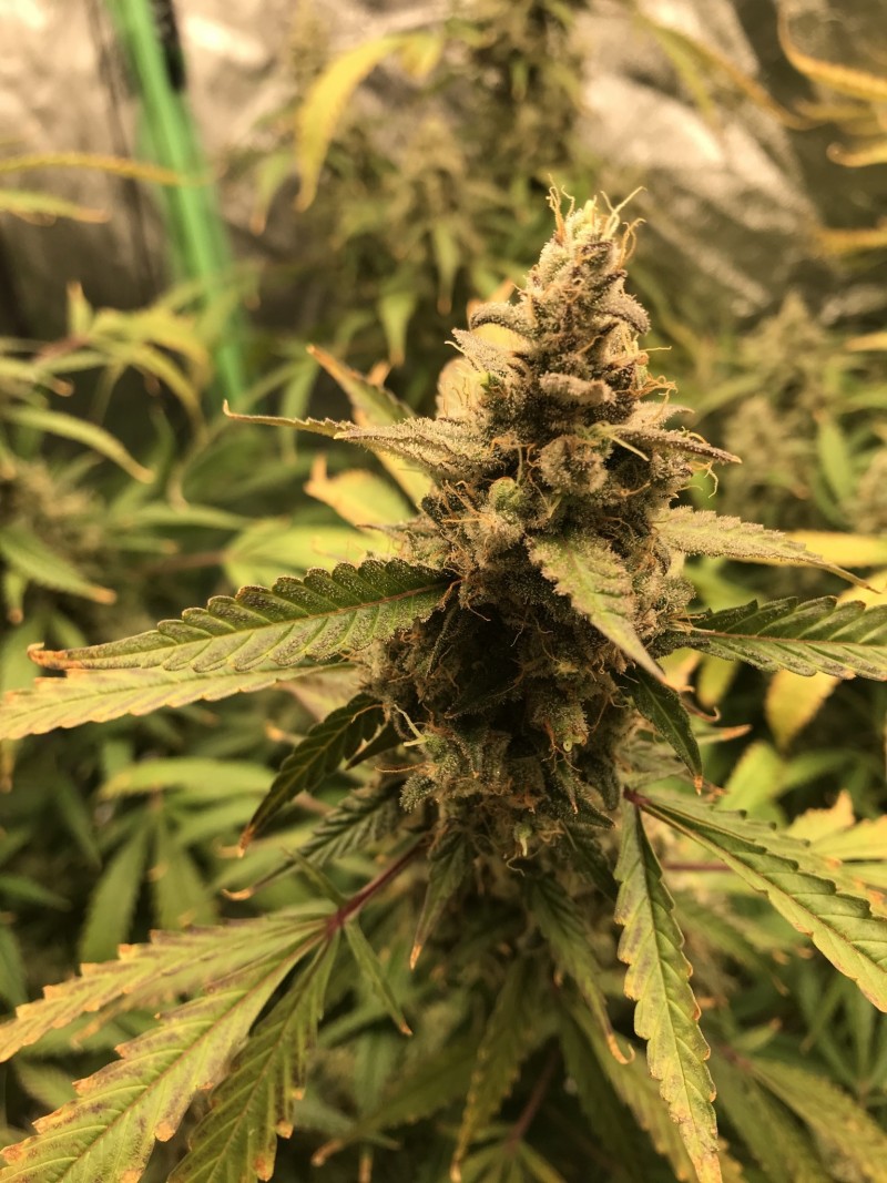 9C4B1506-2044-4703-833F-8015CACB32C7